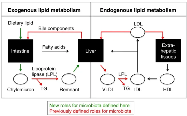Figure 2.1. Novel and known roles of microbiota on lipid metabolism. Roles for the  microbiota have been previously defined in multiple steps in exogenous and endogenous  lipid metabolism (red arrows)