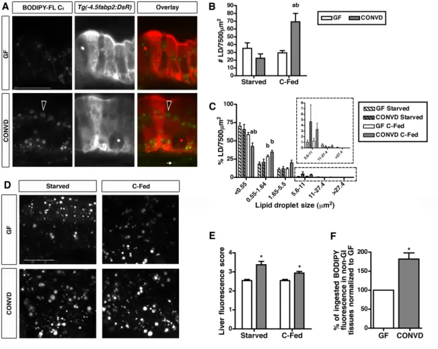 Figure 3.2. The microbiota stimulates lipid absorption into intestinal epithelial lipid  droplets and extra-intestinal tissues