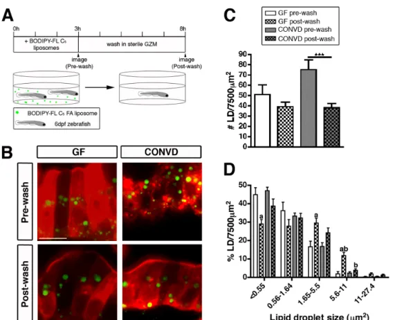 Figure 3.3. Lipid droplet clearance is more efficient in the presence of microbiota. 