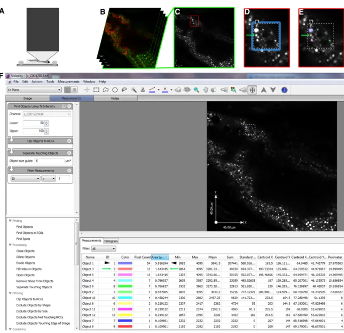 Figure 3.S1. Development of a lipid droplet quantification assay for the zebrafish  intestine