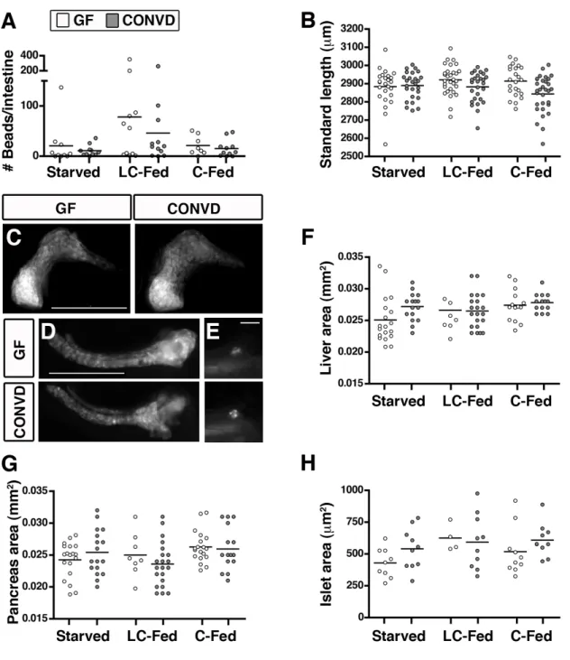 Figure 3.S3. GF and CONVD zebrafish have similar feeding behavior, growth rates  and development of the GI tract