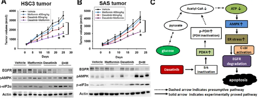 Figure 6: In vivo effect of metformin in combination with dasatinib in sensitive HSC3 tumor (A) and resistant SAS tumors (B)