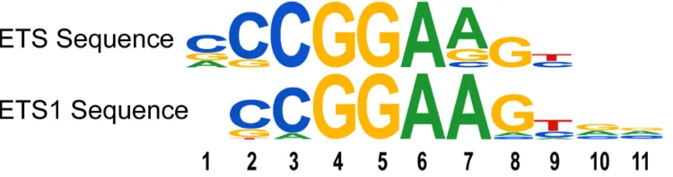 Figure 1: Mutant p53, p53 R273H, binds genomic sites enriched for ETS-related binding sites for ETS1 and GABPA