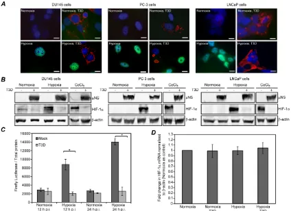 Figure 2: MRV infected hypoxic prostate tumor cells contain diminished HIF-1α protein levels