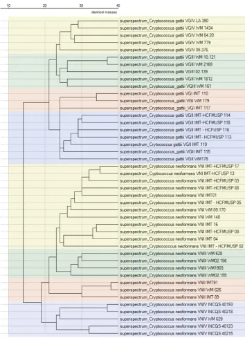 FIG 1 Saramis Premium dendrogram clustering of SuperSpectra from eachabsolute intensity ofcoccus gattii Cryptococcus neoformans and Crypto- organism, with distances displayed in number of identical masses