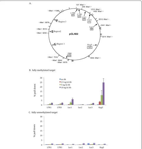Figure 1 Increase in anti-5-methyl-C antibody concentration increases the efficiency of IP.regions examined by sodium bisulfite sequencing.pCLH22 as target.sites are as marked by short lines on the circle and the nucleotide positions of DNA fragments exami