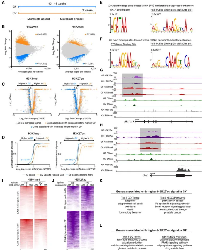 Figure 3. Microbiota colonization results in targeted alterations in enhancer activity near microbiota-responsive genes