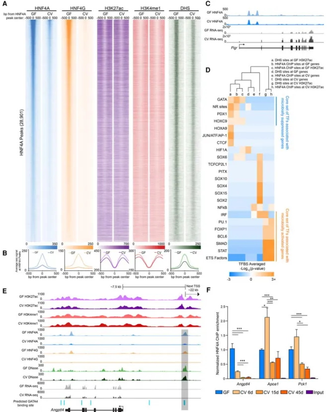 Figure 4. Microbiota colonization results in extensive loss of HNF4A and HNF4G DNA binding in IECs
