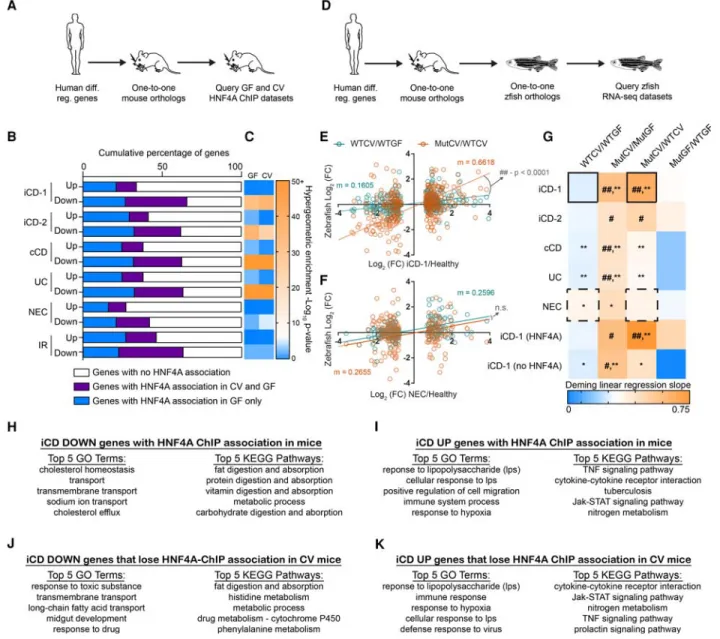 Figure 5. Microbiota suppression of HNF4A activity is highly correlated with genes and intestinal processes suppressed in human IBD and conserved in zebrafish