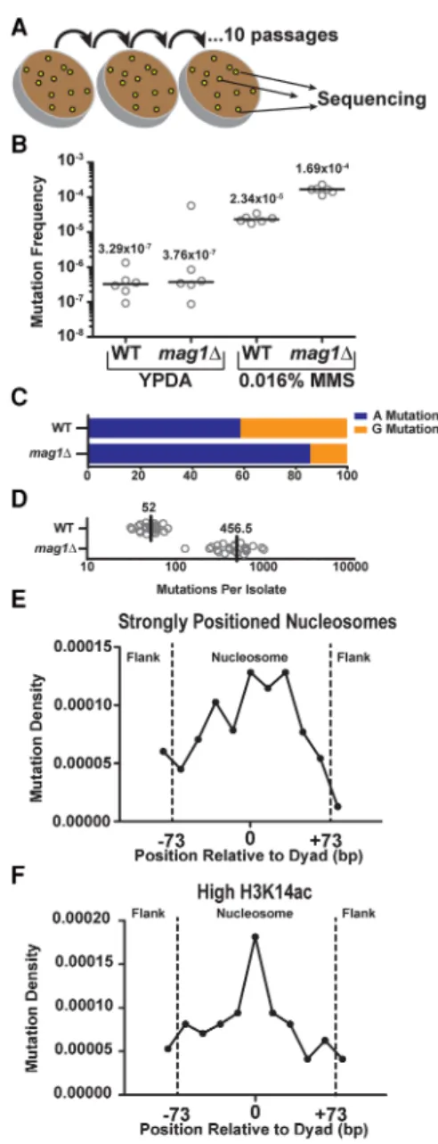 Figure 4. Analysis of MMS-induced mutations across the genome of WT and mag1 Δ yeast. (A) Individual isolates (n = 24) of WT and mag1Δ yeast strains were grown on 0.016% MMS-supplemented yeast extract peptone dextrose adenine (YPDA) media at 30°C for 48 h