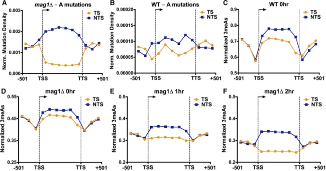 Figure 5. MMS-induced A-mutations are enriched on the nontranscribed strand (NTS) and depleted from the transcribed strand (TS) of yeast genes, particularly in a BER-deficient (mag1Δ) strain