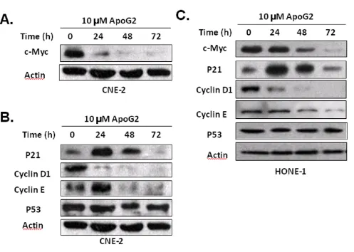 Figure 3Treatment with ApoG2 induces alterations in the expression of c-Myc, p21, and cyclinsTreatment with ApoG2 induces alterations in the expression of c-Myc, p21, and cyclins