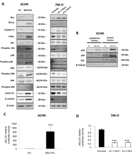 Figure 4: Impact of MUC1 expression on signaling pathways. (A) Western blotting on whole cell extracts obtained from EV- and MUC1FL-ACHN clones or from 786-O scramble, sh1.1 and sh1.2 clones were performed