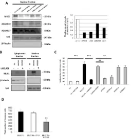 Figure 5: Increase of invasive properties mediated by nuclear MUC1-C is dependent of ADAM10/ADAM17/γ-secretase activities