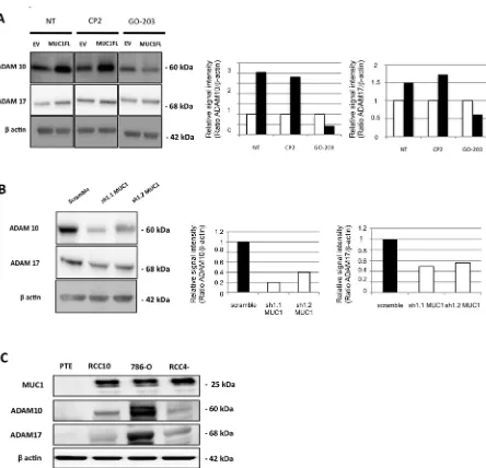 Figure 6: MUC1 is involved in increase of ADAM10 and ADAM17 expression. Western blot performed on cell extracts obtained from EV- and MUC1FL-ACHN clones treated or not by 5 µM of CP-2 and GO-203 peptides (A), scramble, sh1.1 and sh1.2 786-O clones (B) or p