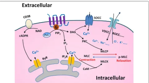 Fig. 2 Mechanisms of contraction in ASM. Many regulatory mechanisms in ASM to control the contraction and relaxation are well recognized