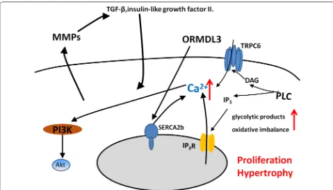 Fig. 3 Molecular mechanisms of airway smooth muscle proliferation and hypertrophy in COPD