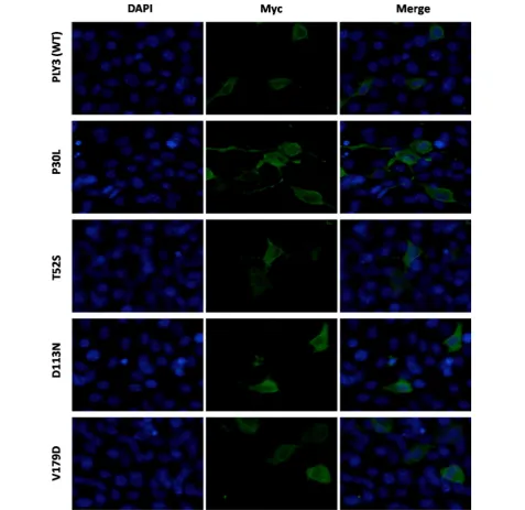 Table 3 TBX1 variants identified in patients harboring RIPPLY3 variants