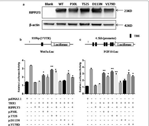 Fig. 3 Western blot analysis of RIPPLY3 expression and functional analysis of the RIPPLY3 variants in the inhibition of TBX1 transcriptional activity in vitro
