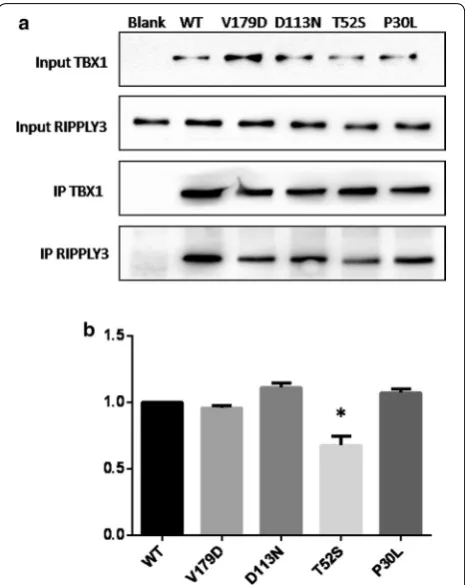 Fig. 4 Co-immunoprecipitation assays to analysis the effect of RIPPLY3 variants on RIPPLY3-TBX1 interactions