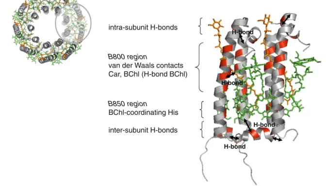 Figure 1 shows the mapping of the NMR chemical shift perturbations on the available crystal structure to visualize where local points of conformational strain may occur along the protein backbone