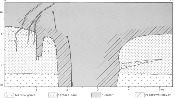 Fig. 1. Wedge-shaped structure within the 'loams' and terrace deposits (westside of the Belvédère-pit; top of the section is at ca 55 m +  NAP)