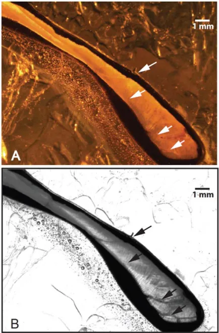 Figure 1.2. Cross-section along the axis of maximum growth of archaeological limpet 102b-43-1