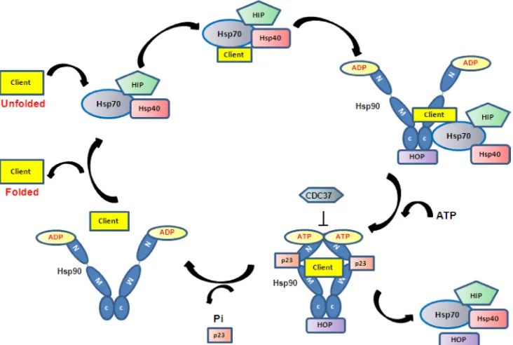 Figure 1: The Hsp90 chaperoning system. ATP binding and hydrolysis drive Hsp90 conformational changes resulting in the binding and release of client proteins