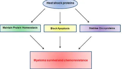 Figure 3: Heat shock proteins contribute to myeloma survival and chemoresistance via their roles in multiple pathways known to be important in myeloma.