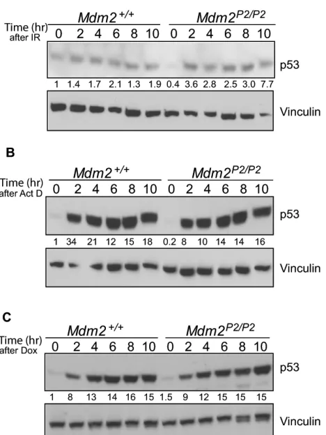 Figure 1: p53 is induced in response to stress signals similarly in Mdm2+/+ and Mdm2P2/P2 MEFs