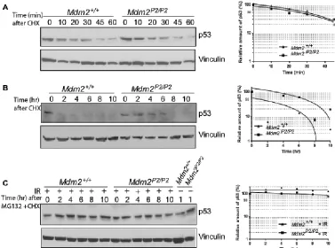 Figure 2: Feedback loop is dispensable for p53 stability. (A) Western blot analysis for p53 degradation kinetics in Mdm2+/+ and Mdm2P2/P2 MEFs at different time points