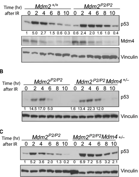 Figure 3: Mdm4 cooperates with Mdm2 in p53 degradation. (A) Western blot for p53 and Mdm4 degradation pattern in thymi of irradiated Mdm2+/+ and Mdm2P2/P2 mice at different time points