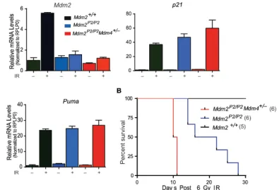 Figure 4: Mdm4 regulates p53 activity. (A) RT-qPCR analysis for p53 targets in spleens of      Mdm2+/+, Mdm2P2/P2 and Mdm2P2/P2Mdm4+/− mice after IR (n=3, ±SEM)