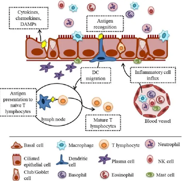 Figure 1.2. Respiratory mucosal host defense to an antigen. Damage to epithelial cells by an  injurious stimulus causes the release of damage associated molecular patterns (DAMPs), 
