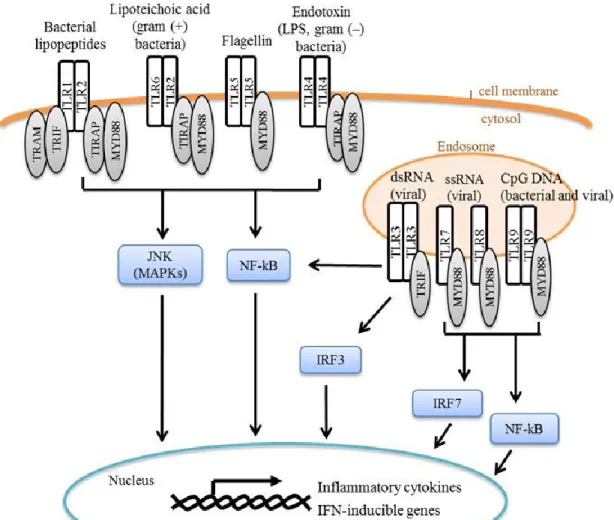 Figure 1.3. Toll-like receptor (TLR) signaling. TLRs are membrane-associated pattern 