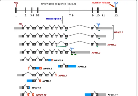Fig. 1 The schematic presentation of marks the protein coding sequence. The red color indicates exons that are included in transcripts as partial sequences, lacking the 5of the exons present in the non‑coding variants with retained introns/intron fragments