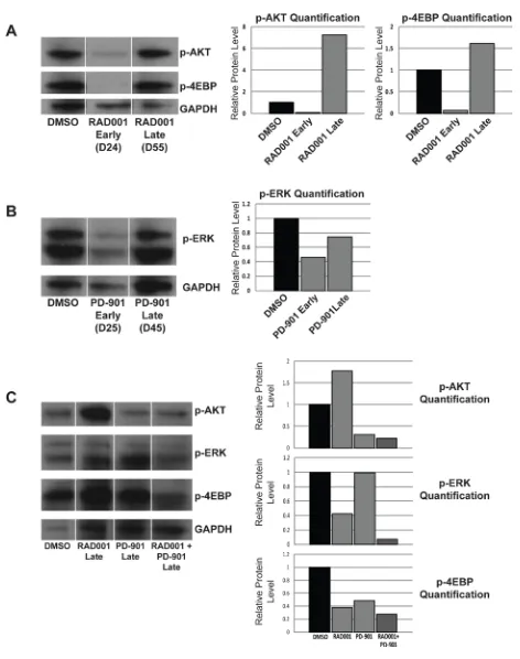 Figure 6: Treatment with Everolimus (RAD001) or PD-901 as single agents is effective at early time points, but resistance develops at later time points, while treating mice with a combination of Everolimus and PD-901 results in persistent and prolonged inh