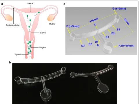 Fig. 1 Structure of device forming chemotactic gradient. a Illustration of the anatomy of the female reproductive system through which sperm are naturally selected during fertilization
