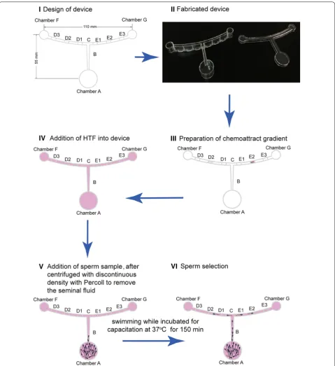 Fig. 2 Whole workflow of sperm selection with the device. I Design of device; II device fabrication (detailed information is shown in Fig