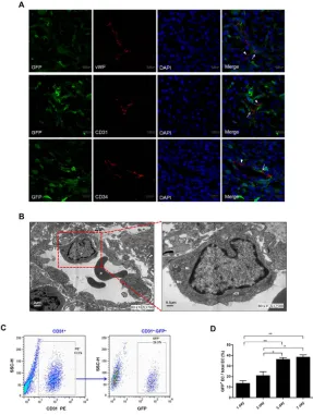 Figure 1: Transdifferentiation of C6 glioma cells into endothelial cells (ECs) in vivo