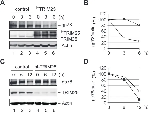 Figure 6: TRIM25 accelerates the metabolic degradation of gp78. (A) Degradation of gp78 is enhanced by overexpression of TRIM25