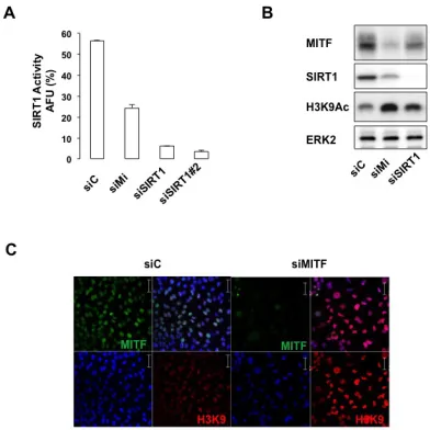 Figure 4: MITF regulates the activity of SIRT1. (A) In vitro deacetylation assay in cells transfected with control, MITF or two different SIRT1 siRNA