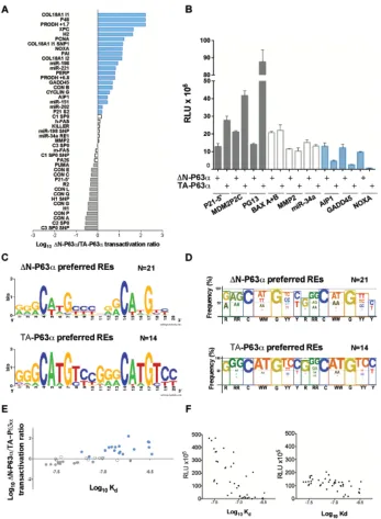 Figure 1: ∆N-P63α and TA-P63α exhibit differences in transactivation capacity and specificity