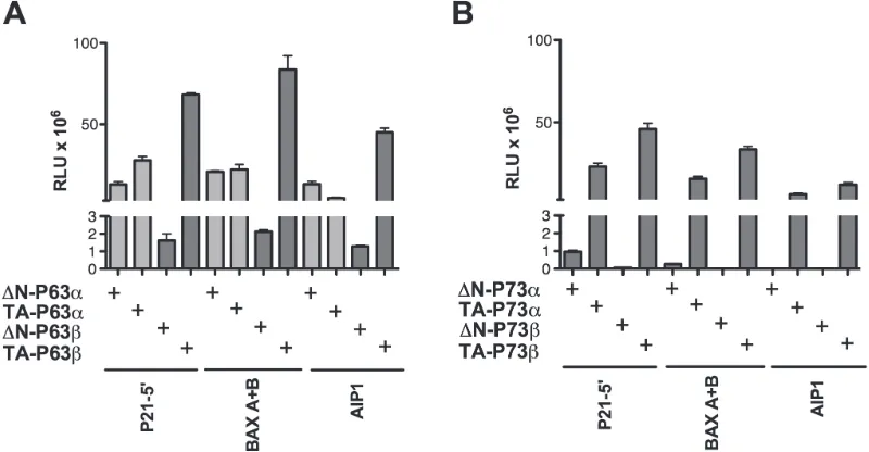 Figure 2: ∆N- and TA isoforms of P63β as well as P73α or P73β isoforms do not exhibit transactivation specificity in yeast
