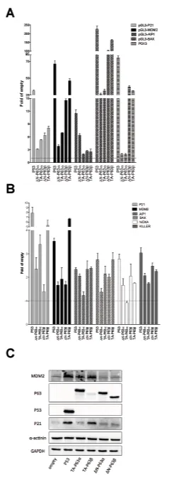 Figure 3: ∆N- and TA-P63α isoforms exhibit some differences in transactivation specificity in HCT116 P53-/- cells