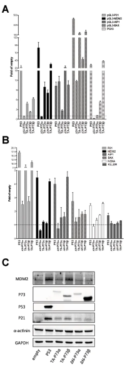 Figure 4: ∆N- and TA-P73 isoforms exhibit differences in transactivation capacity but not in specificity in HCT116 P53-/- cells