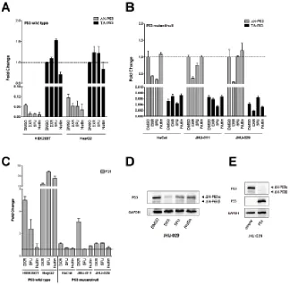 Figure 5: Relative expression of endogenous P63 isoforms in cells lines treated with DNA damaging or P53 inducing agents
