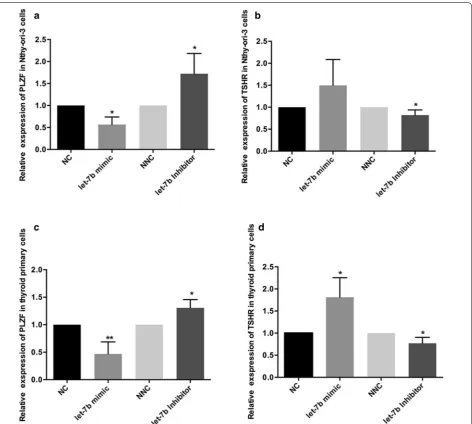 Fig. 4 let-7b regulates TSHR expression via targeting PLZF. The expression of PLZF and TSHR in thyroid tissue