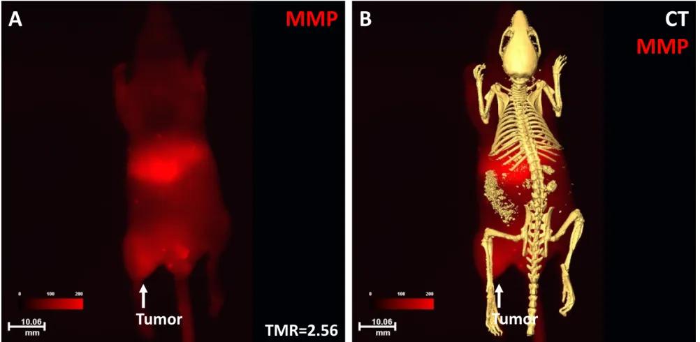 Fig 8: Histopathological validation of the imaging results. Histological results showed that the normal organ with the high signal intensity was the liver (A) and the organ with the low signal intensity was the muscle (B)