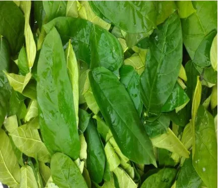 Fig. 1. Collected leaves 